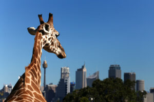 Taronga Zoo looks at waste management
