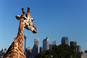 Taronga Zoo looks at waste management