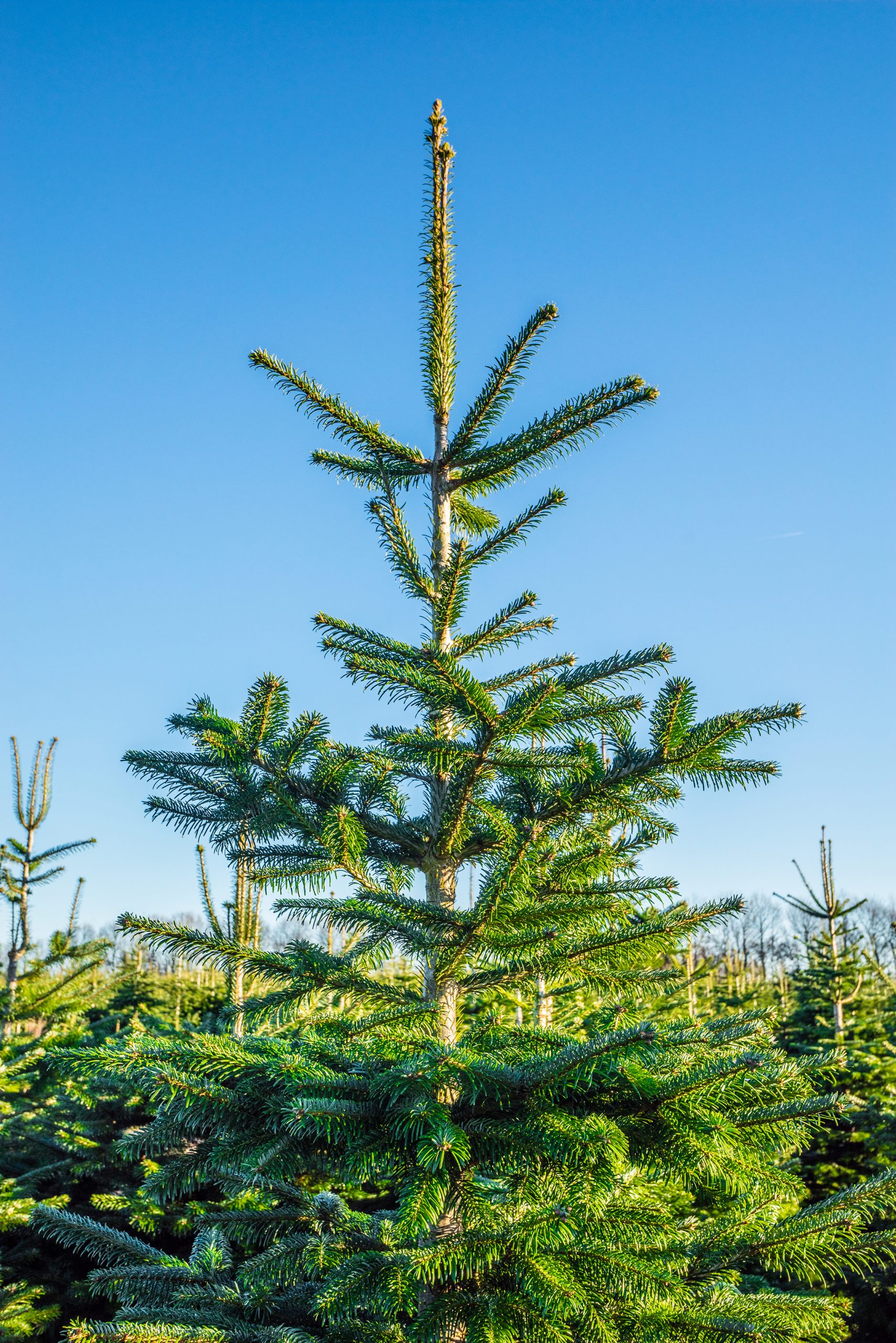 The ultimate guide to your sustainable Christmas tree Edge Environment US