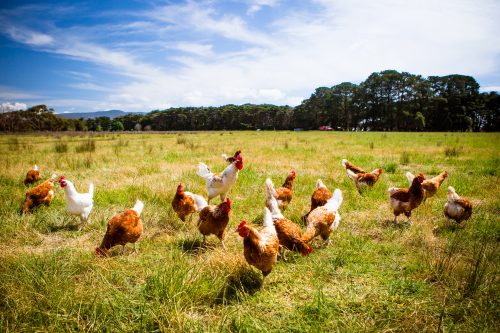 Ingham’s Chicken – Sustainable procurement and strategy