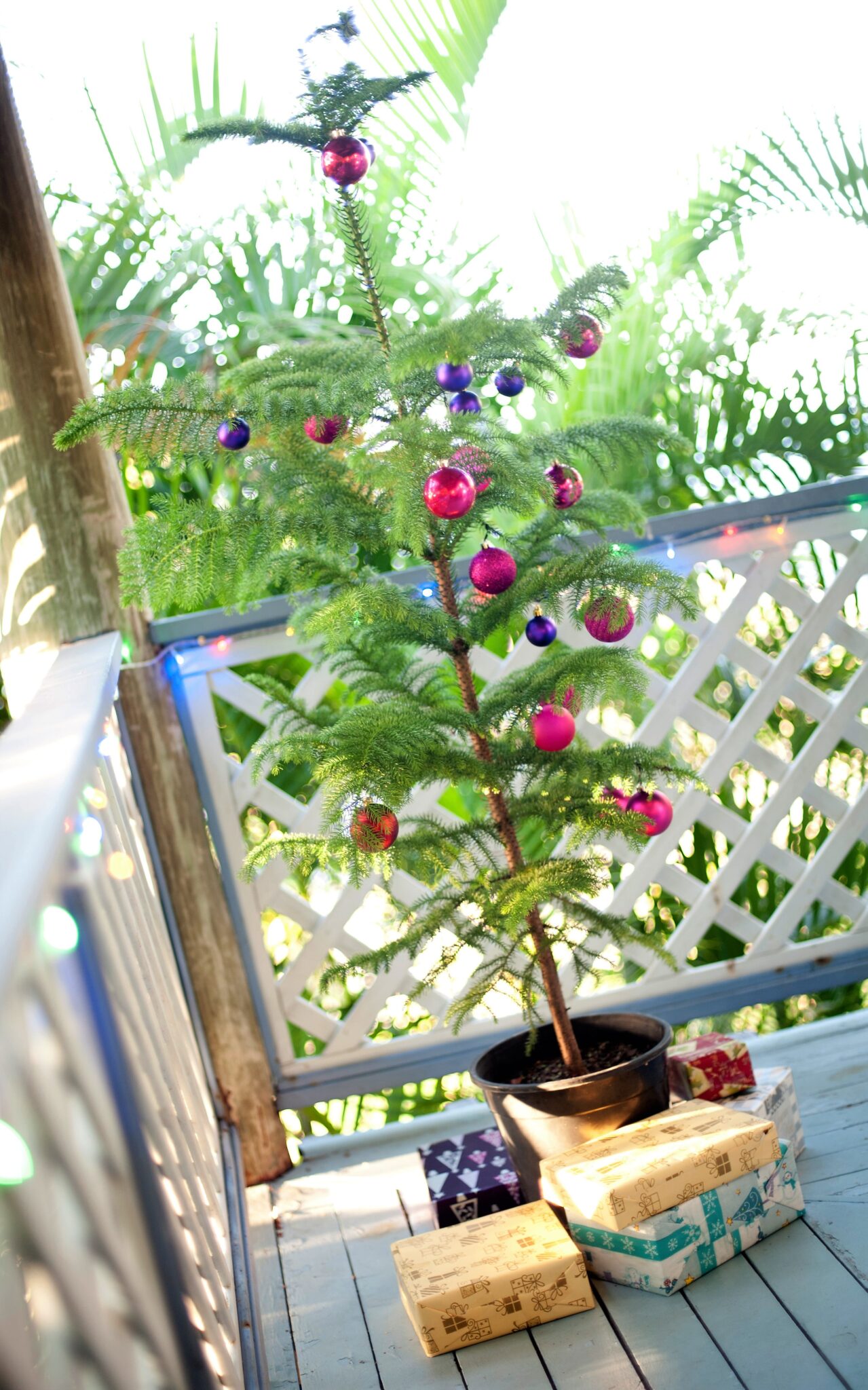 The ultimate guide to your sustainable Christmas tree Edge Environment